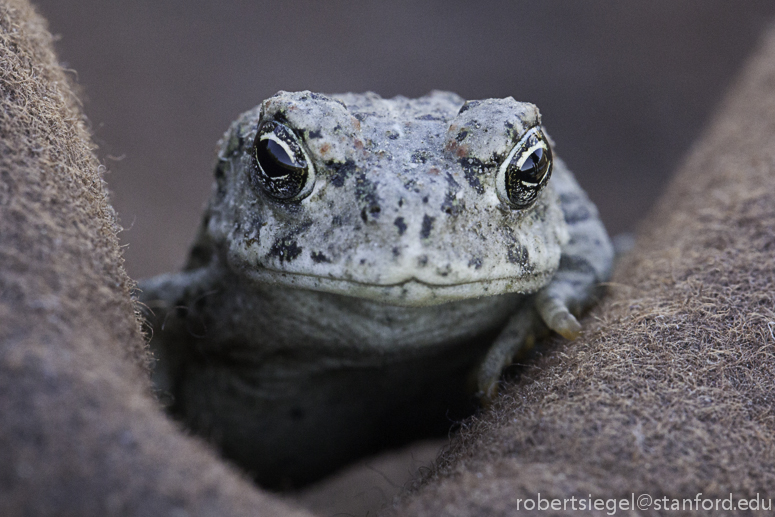 toad